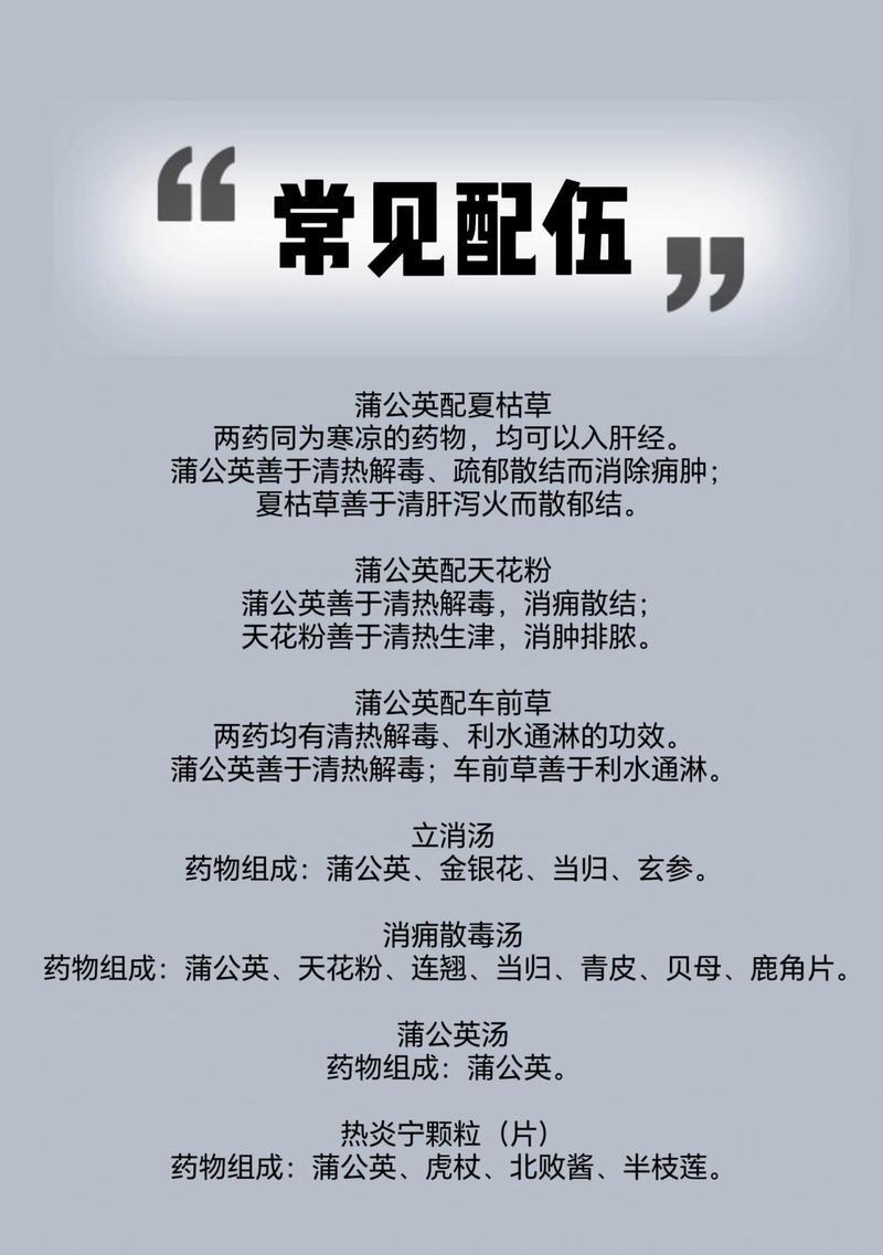 蒲公英的药用价值（解读蒲公英的医疗价值及其应用）