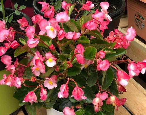 室内花长太大了怎么办？（应对室内花长势过盛的有效方法）