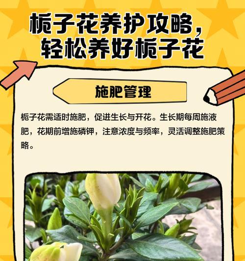 水培栀子花的养护技巧（让你的栀子花更旺盛）