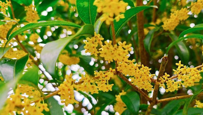 桂花怎么过冬？（寒冬季节如何保护桂花健康越冬）
