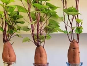 以红薯怎么能养出花？（探索红薯种植的养花秘诀）