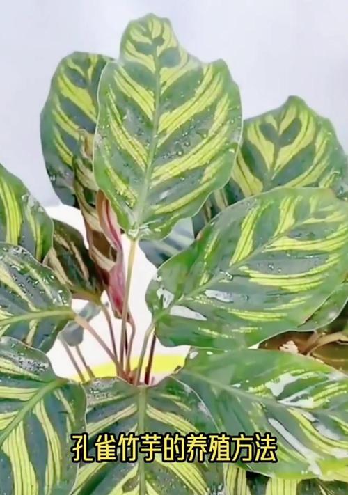 如何养殖孔雀开屏植物？（孔雀开屏植物养护技巧分享）