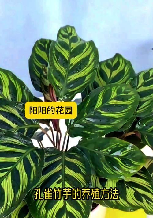 以水养双线竹芋的繁殖方法（简单易行的双线竹芋水培繁殖技巧）