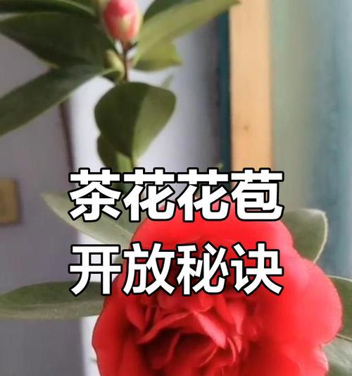 以茶花开花时施肥的技巧与方法（促进茶花开花的施肥要点及注意事项）