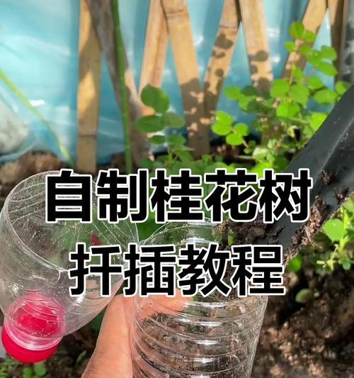 盆载树生长的控制与管理（培养健康树木的关键措施与技巧）