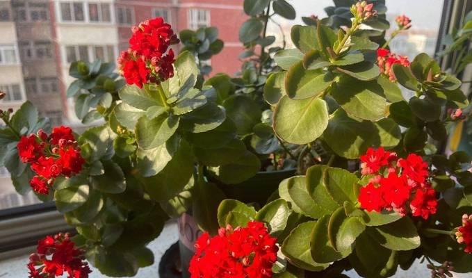 掌握长寿花的休眠期养护技巧（以休眠期的长寿花怎么养）