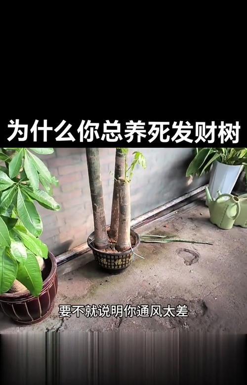 如何挽救濒临死亡的发财树（有效救护方法与常见养护误区分析）