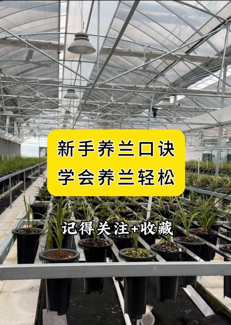 腋唇兰的养殖技巧——打造绚丽花海（精细照顾、科学养护，让腋唇兰绽放盛世芬芳）
