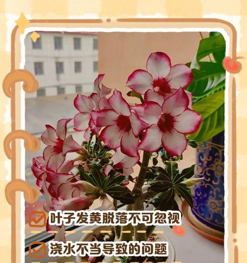 沙漠玫瑰移栽后叶子发黄的原因和处理方法（沙漠玫瑰移栽后叶子发黄的关键问题是什么？）