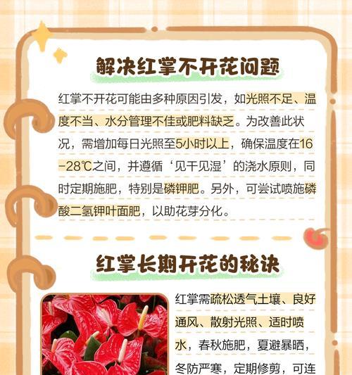 红掌养护指南（打造美丽红掌，轻松护理无忧）