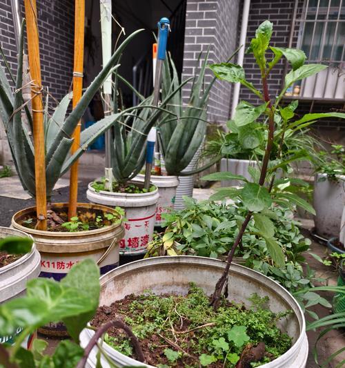 如何科学养护青菜，让其健康生长（掌握关键环节，助力青菜成长亮丽）