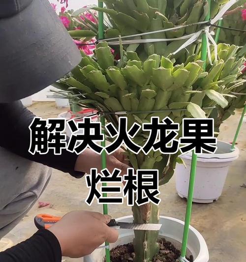 如何处理以嫁接的蟹爪兰长出小白根（嫁接后蟹爪兰小白根处理方法及注意事项）