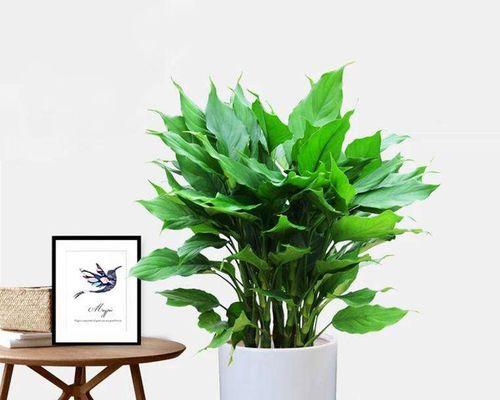 室内植物万年青的养护指南（打造绿意盎然的室内环境）