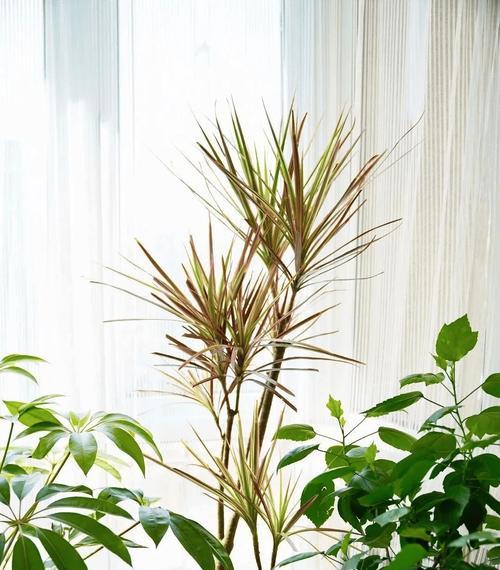 如何在光照不足的情况下培养植物（创造适合植物生长的环境是关键）