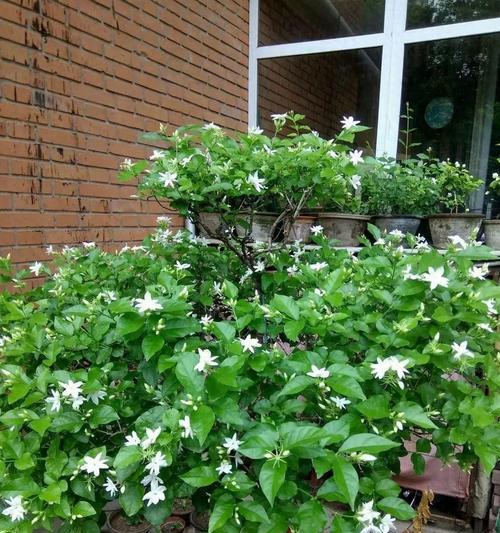 11月如何养护盆栽茉莉花（秋冬季节茉莉花养护攻略，）