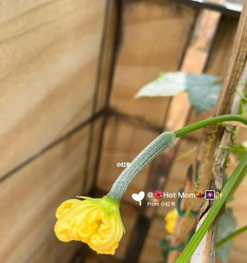 丝瓜花骨朵的奇妙变化（探秘丝瓜花骨朵开花过程，解读花蕾变化）