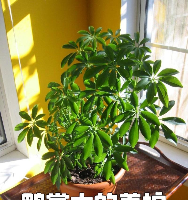 鸭脚木的种植与养护指南（探秘鸭脚木的种植技巧，打造美丽庭院的必备之树）