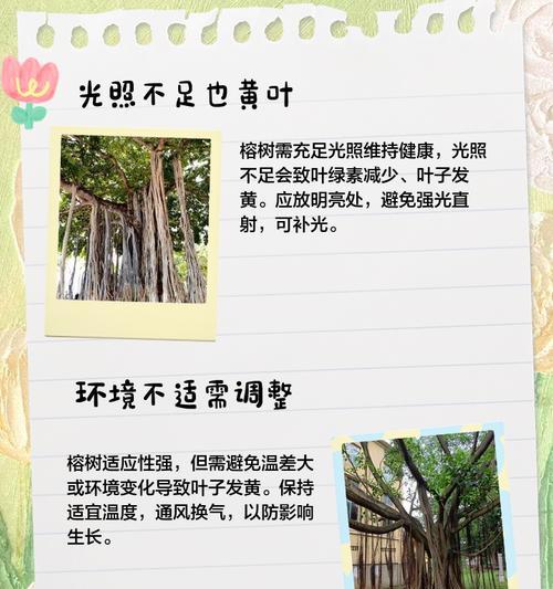 榕树叶斑点处理方法（挽救受感染榕树叶的有效措施）