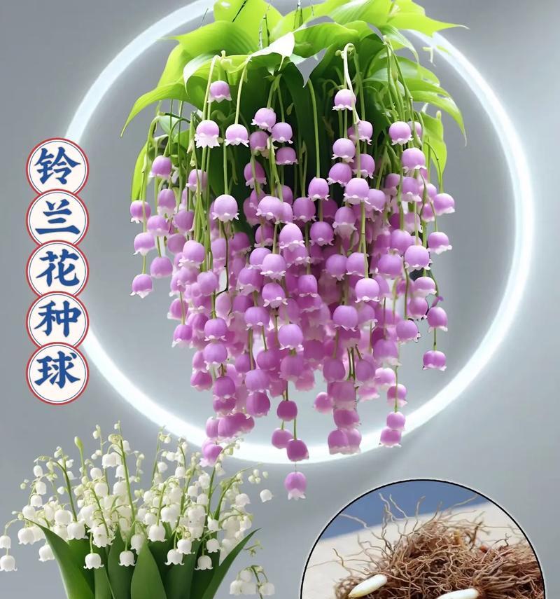 盆景花草的养护与欣赏之道（打造室内外绿色空间，盆景花草成就你的心灵乐园）