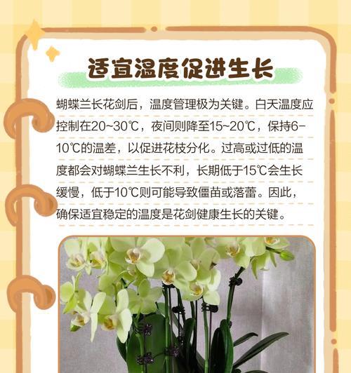 兰花的养护技巧（打造迷人的兰花园，做好兰花养护的关键）