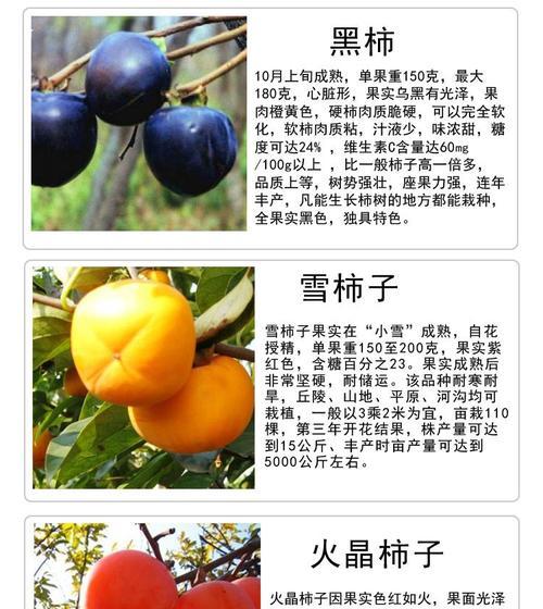 柿子苗开花后的管理技巧（合理修剪与施肥让柿树茁壮成长）