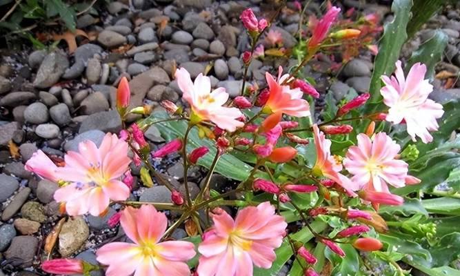 扶桑花耐寒能力探究（冬天越冬能耐多少度低温？）
