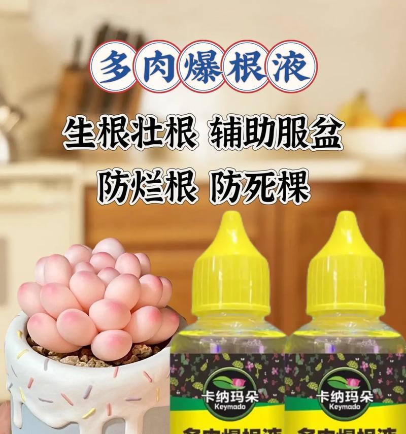 多肉植物叶子全部死亡，怎么办？（救救我的多肉植物，拯救植物叶子死亡的秘诀）