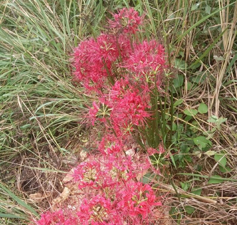 彼岸花的美丽秘密（探秘彼岸花怎样保持花瓣的鲜艳多彩）