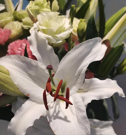 百合花花骨朵的美丽盛开（探秘百合花的开花时间和鲜艳色彩）