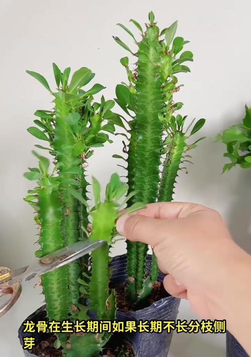 如何应对花卉龙骨发黄问题（有效的护理方法和预防措施）