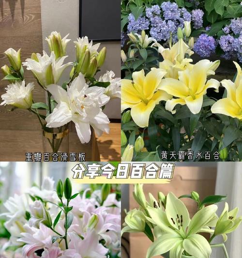如何延长百合花的生命周期？（百合花养护全攻略，让花朵绽放更久）