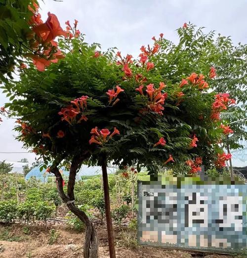 什么时候是凌霄花的盛放期？（探究凌霄花的花期和特点）