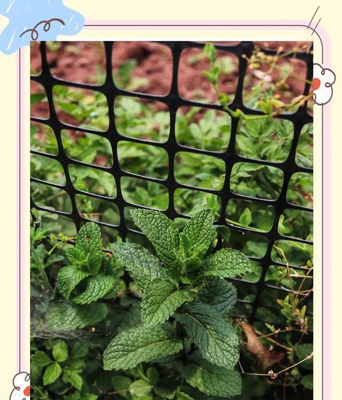 探索共生植物的奥秘（从合作到共赢的生态历程）