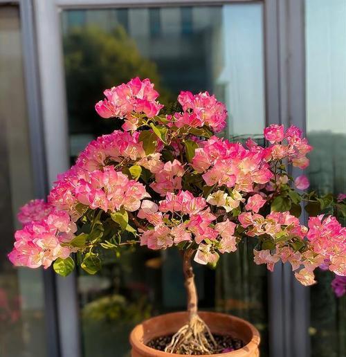 三角梅宫粉勤花的生长特点与养护技巧（了解三角梅宫粉勤花，让你的盆栽更美丽）