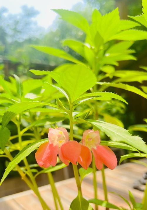 如何种植中国凤仙花种子？（学会种植凤仙花，打造美丽花园）
