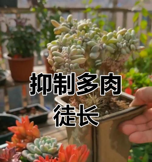 多肉徒长了怎么办？——控制多肉生长的方法与技巧（科学管理，让多肉健康茁壮成长）