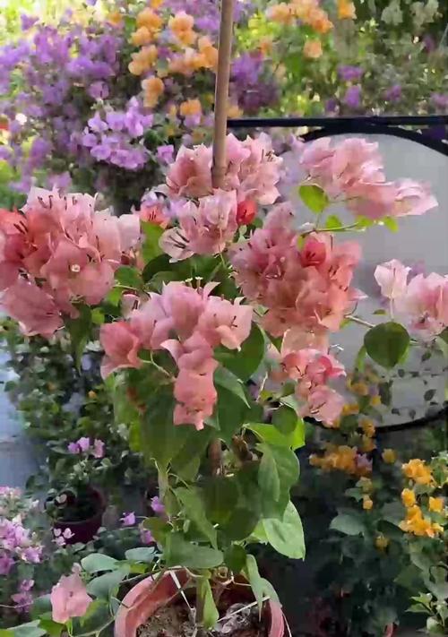 培育多叶的美丽三角梅（掌握关键技巧，让三角梅叶子茂盛生长）