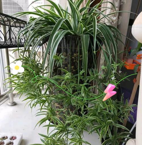 室内花不发新芽的原因及解决方法（为什么室内花不发新芽？如何促进室内花发新芽？）