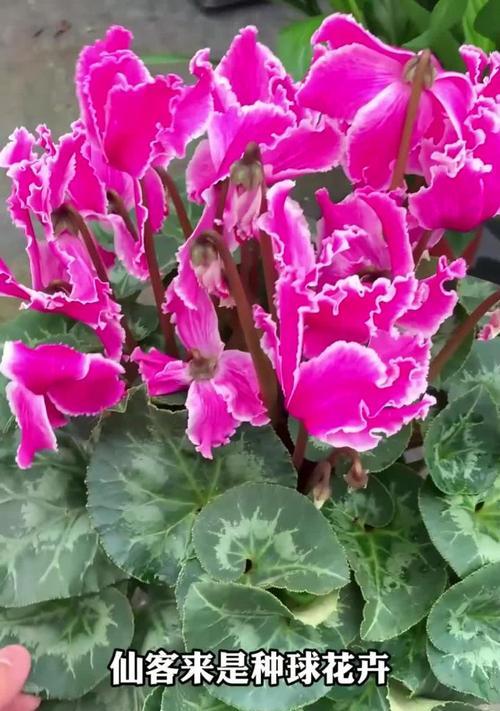 以仙客来怎么能开花不断（探索仙客来的开花秘籍）