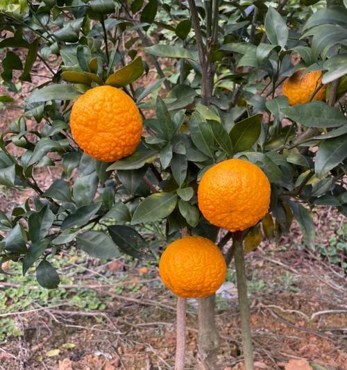 砂糖橘几年结果实的种植技巧（掌握这些技巧，让砂糖橘更早结果实）