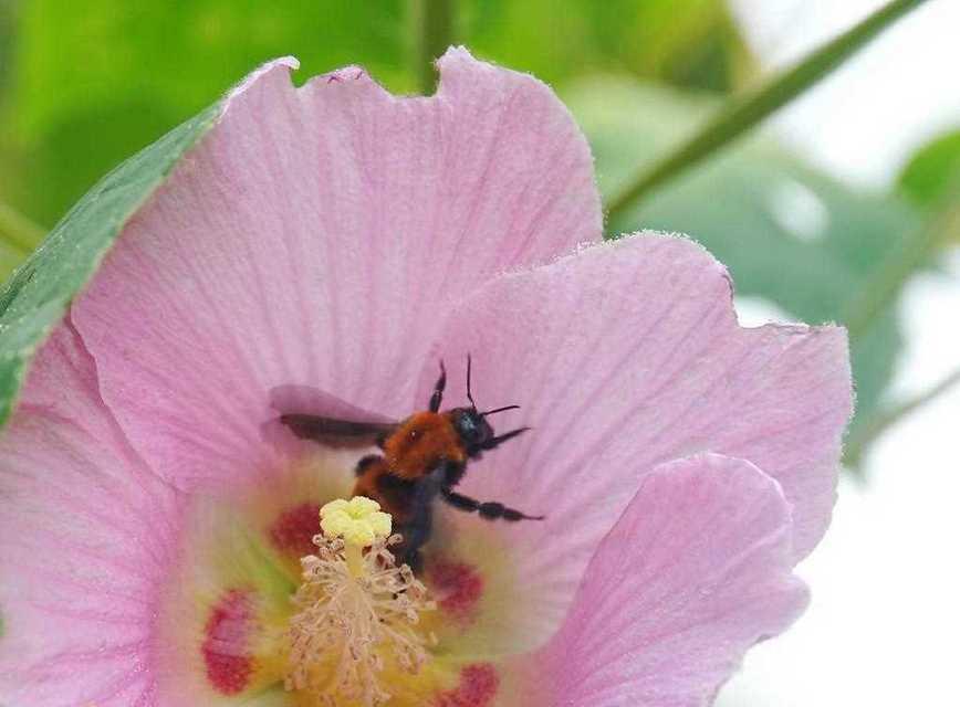 如何应对花草中的蜂子问题（蜂子如何影响花草生长及应对措施）