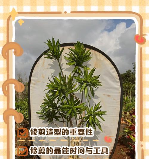 如何修剪高大的转云竹叶子（简单有效的修剪方法，让转云竹焕发生机）