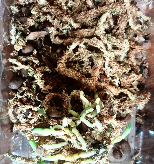 如何处理蝴蝶兰的过多根须（有效控制根须生长，保持健康生长）