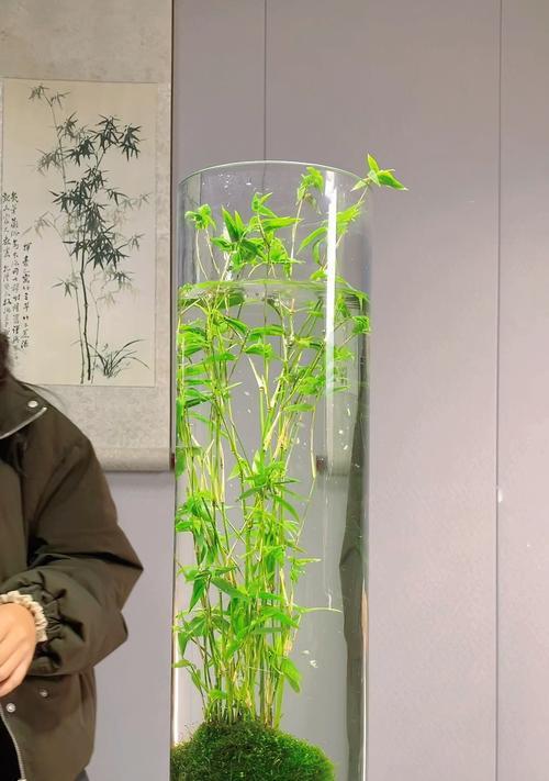 盆景竹子的种植技巧（从选种到养护，打造优美盆景竹子）