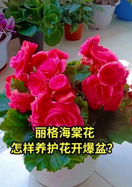 以丽格海棠怎么养根（养根技巧与注意事项）
