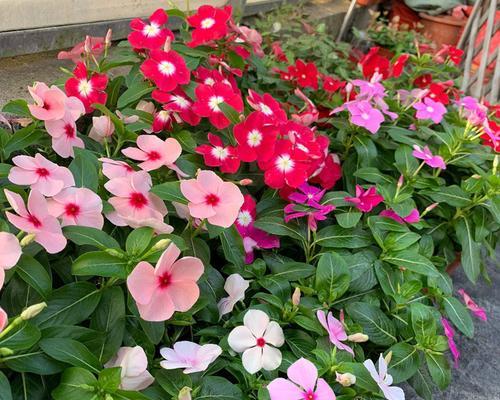 七里香花籽的种植与养护（一颗七里香花籽的成长之路）