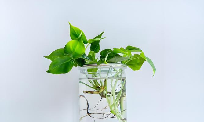 水养绿萝，打造茂盛的生态角落（打造绿萝乐园，培养绿色清新的生活环境）