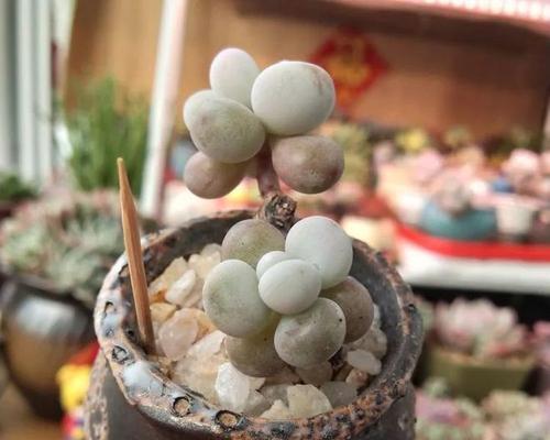 樱水晶叶子散了，该如何处理？（保护、收集和利用落叶的方法与技巧）