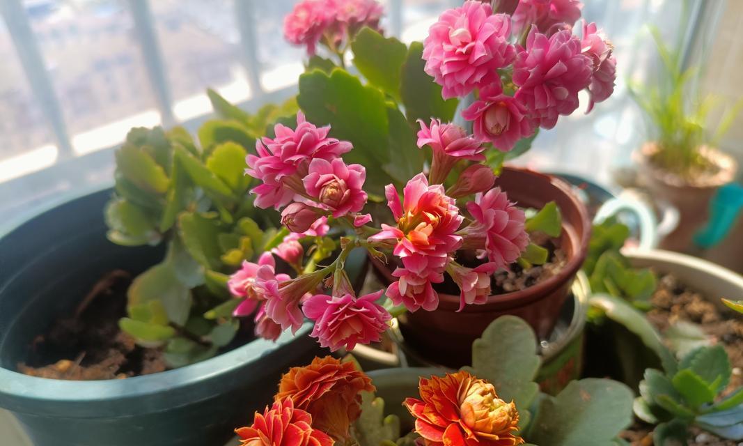 如何判断长寿花的生死？（探索长寿花的绽放与凋零之谜）