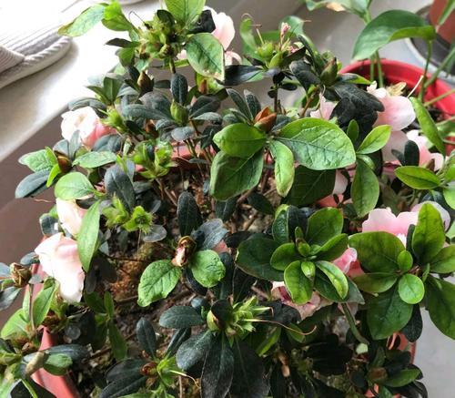 杜鹃花花落后怎么办（赏花秘籍，让杜鹃花常青）